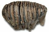 Juvenile Mammoth Molar - Siberia #316627-2